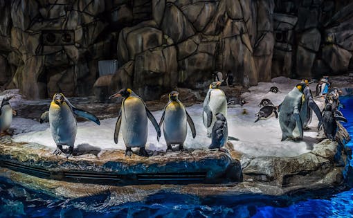 Ocean Park Penguin Encounter