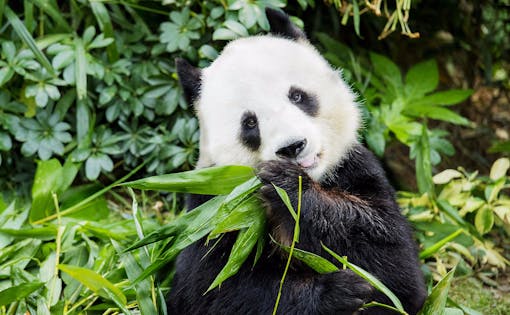 Honorary Panda Keeper