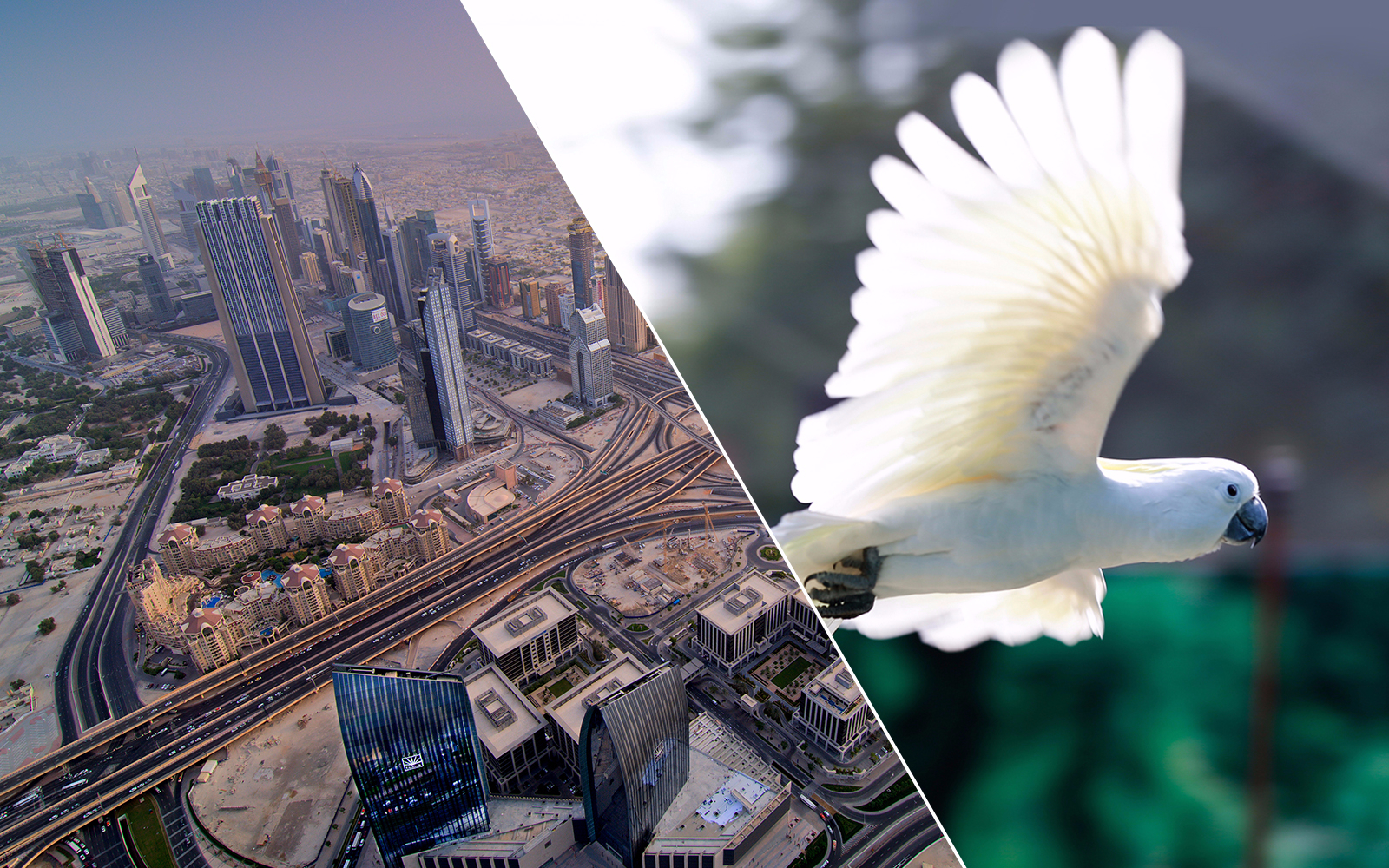 Burj Khalifa: At the Top(Level 124 & 125) With Creek Park Exotic Bird Show