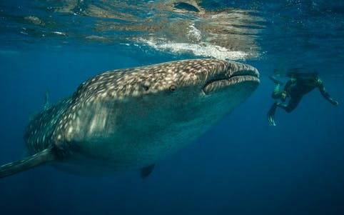 whale shark encounter snorkel tour - cancun-1 whale shark encounter snorkel tour - cancun-1