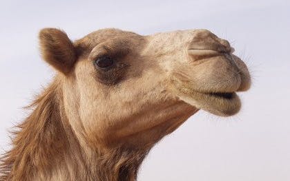 camel ride in marrakesh-1 camel ride in marrakesh-1
