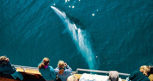 Full Day Tour of Golden Circle with Whale Watching Adventures
