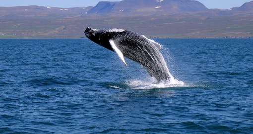 Guided Whale Watching Tour from Old Harbour