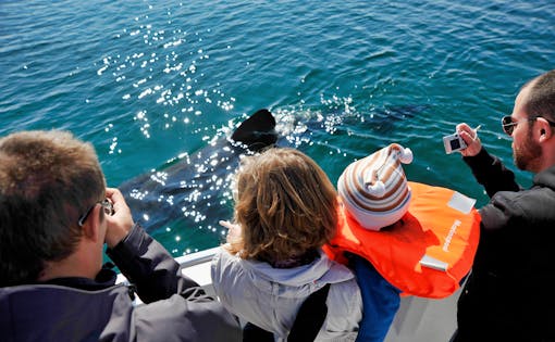 Guided Whale Watching Tour from Old Harbour