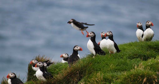 Puffin Watching Tour off the Reykjavik Coast