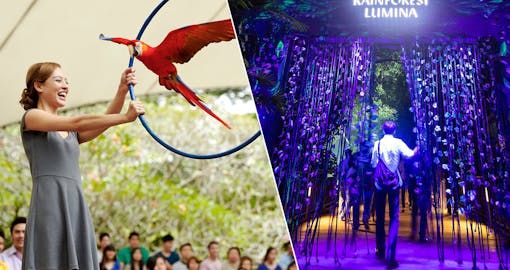 Super Saver Combo: Rainforest Lumina + Jurong Bird Park
