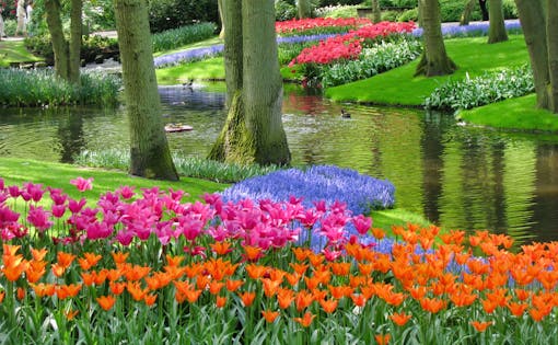 Keukenhof & Flowerfields Guided Tour with visit to Bulbfarm