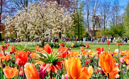 Keukenhof Fast Track Entry Ticket & Round Trip From Amsterdam