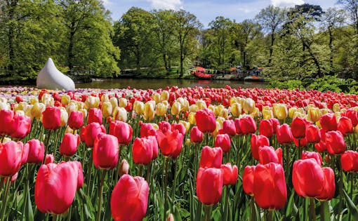 Keukenhof Fast Track Entry Ticket & Transfers From Amsterdam