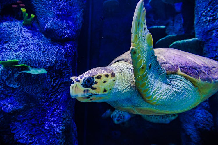 Sydney Aquarium