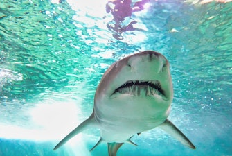 SEA Life Sydney Aquarium