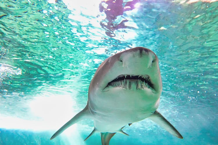 SEA Life Sydney