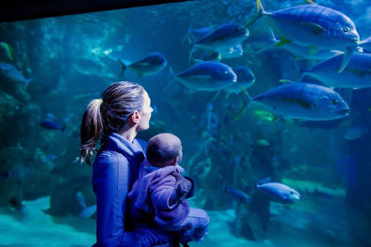 Sydney Aquarium