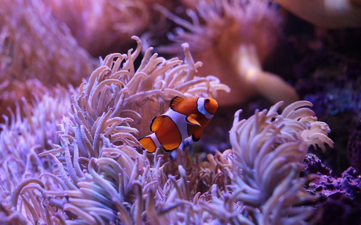 SEA Life Sydney Aquarium