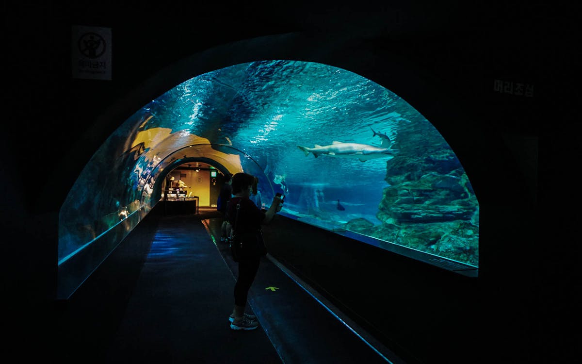 coex aquarium admission ticket-1 coex aquarium admission ticket-1