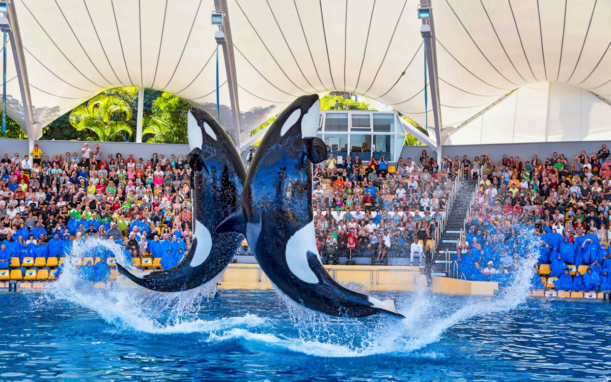 loro parque skip the line tickets-0 loro parque skip the line tickets-0