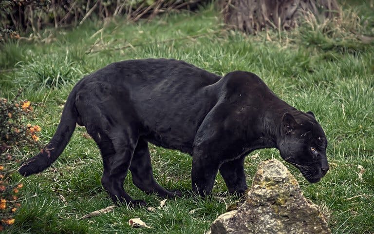 black jaguar encounter-1 black jaguar encounter-1