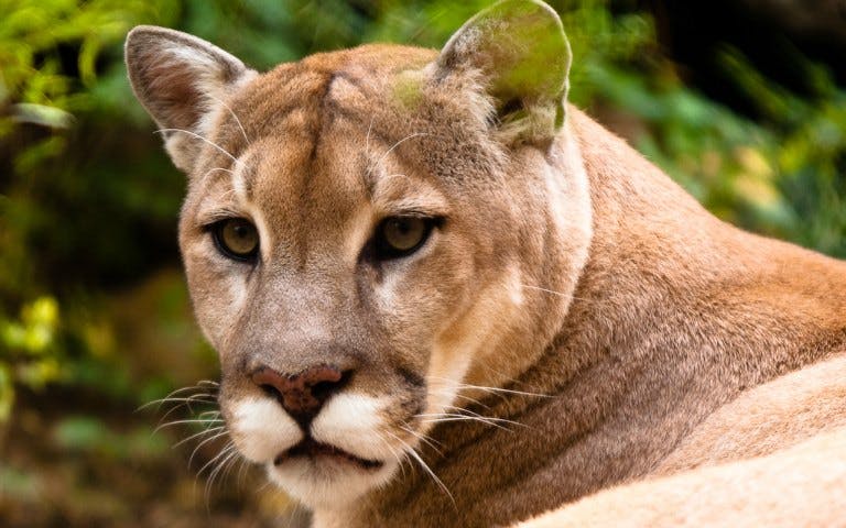 cougar encounter-1 cougar encounter-1