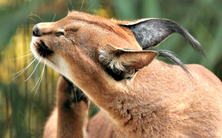 caracal lynx encounter-1 caracal lynx encounter-1