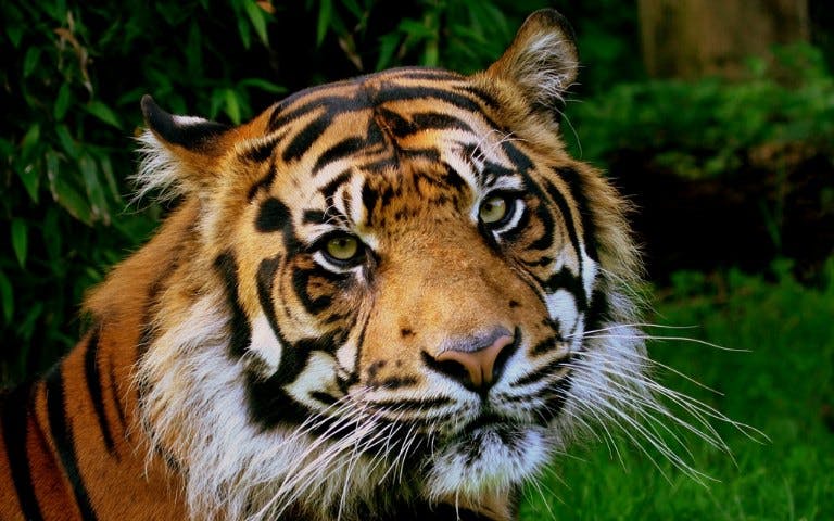 tiger encounter-1 tiger encounter-1