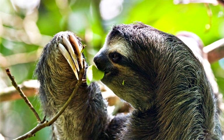 sloth encounter & photo session-1 sloth encounter & photo session-1