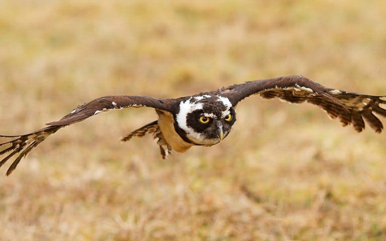 owl encounter-1 owl encounter-1
