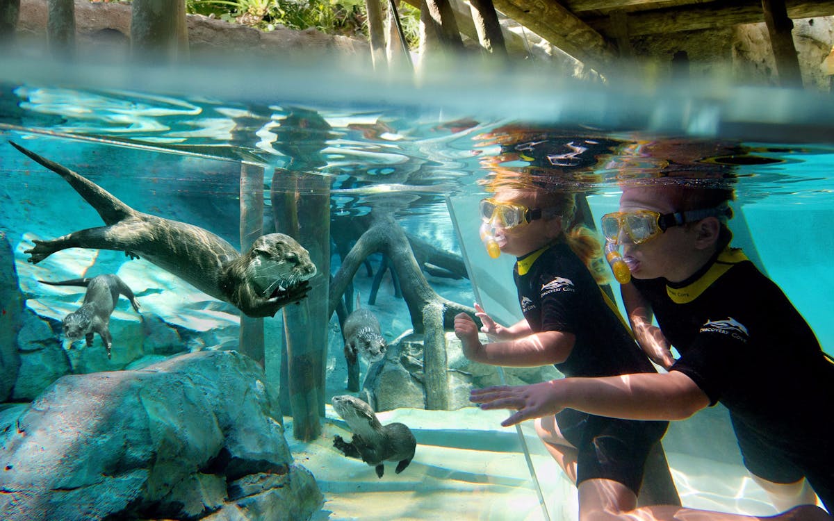 discovery cove-1 discovery cove-1