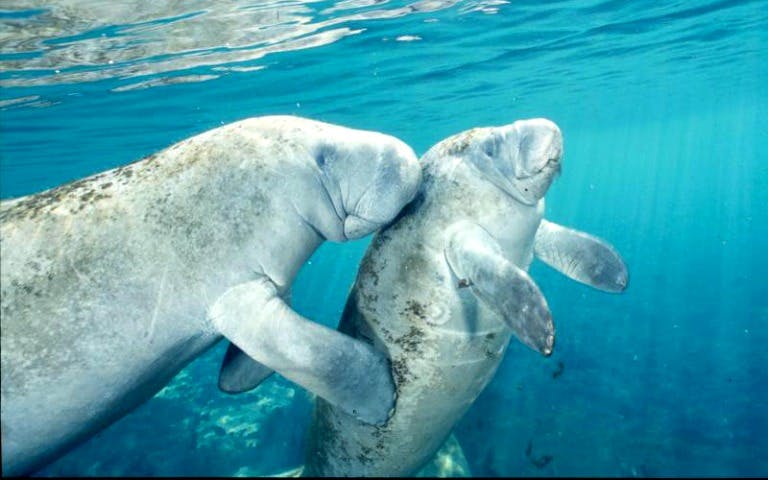 swim with manatees-1 swim with manatees-1