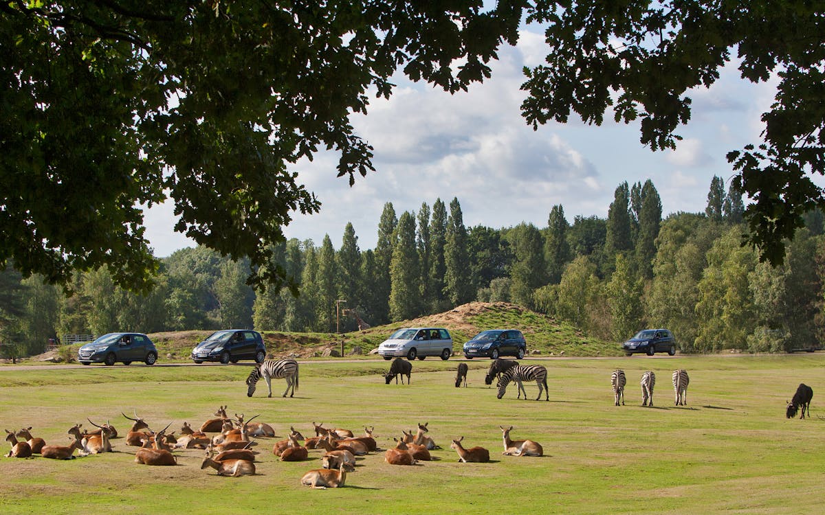 thoiry zoosafari: skip the line admission-1 thoiry zoosafari: skip the line admission-1