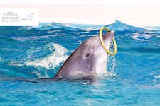 Dubai with kids- Dubai Dolphinarium - 2