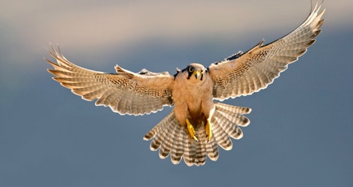 Falcon & Wildlife Desert Safari