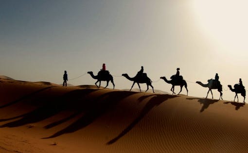 Evening Camel Safari