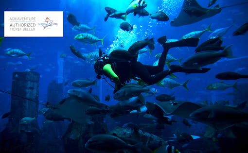 Atlantis Dive Discovery