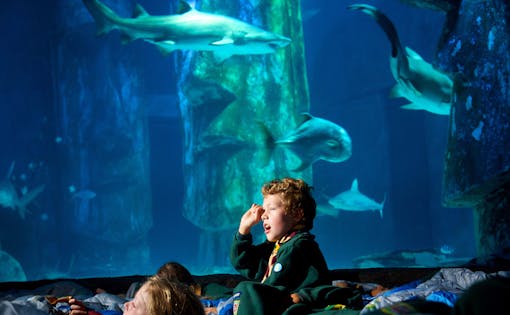 Priority Access: Sea Life London