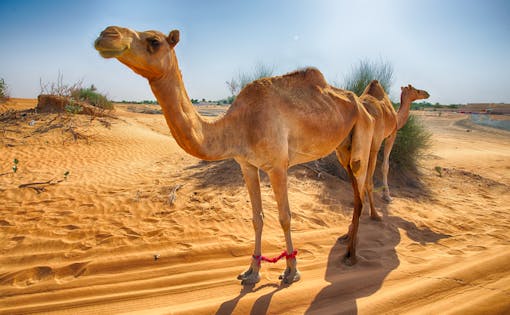 Desert Nature Safari & Emirati Breakfast