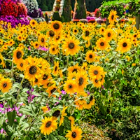 dubai miracle garden