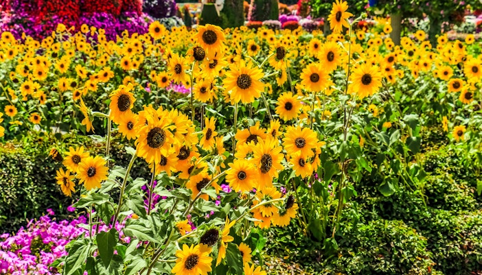 Sunflowers in full bloom at Dubai Miracle Garden.