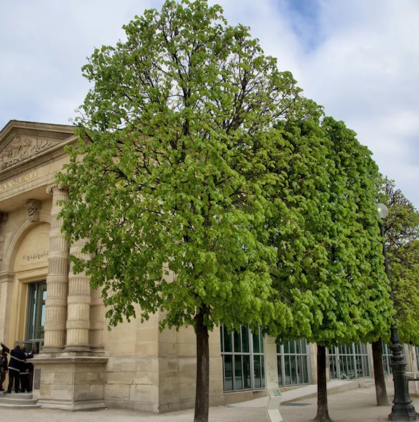 An A-Z guide for first-time visitors to Musee de l’Orangerie