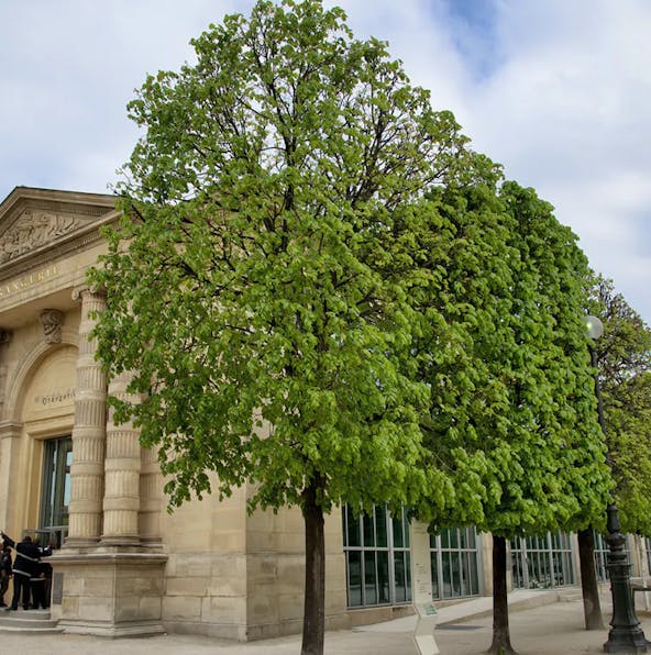 An A-Z guide for first-time visitors to Musee de l’Orangerie