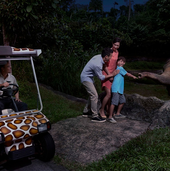 All you need to know about Night Safari Singapore