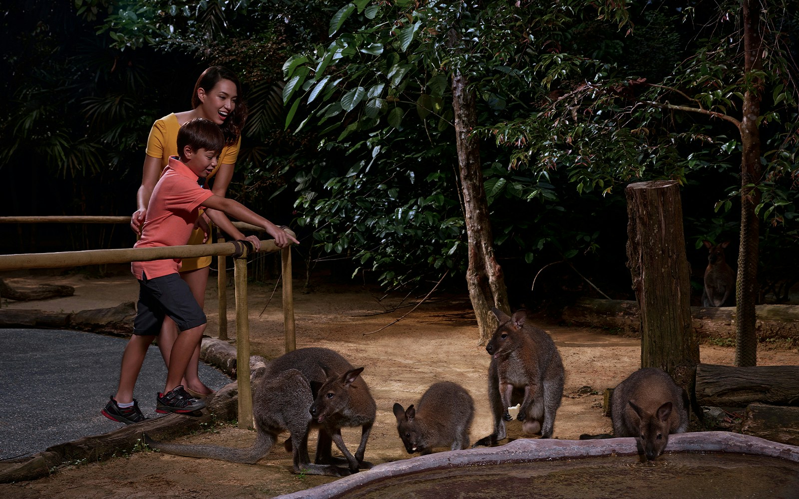 Visitors observing wallabies at Night Safari Singapore.