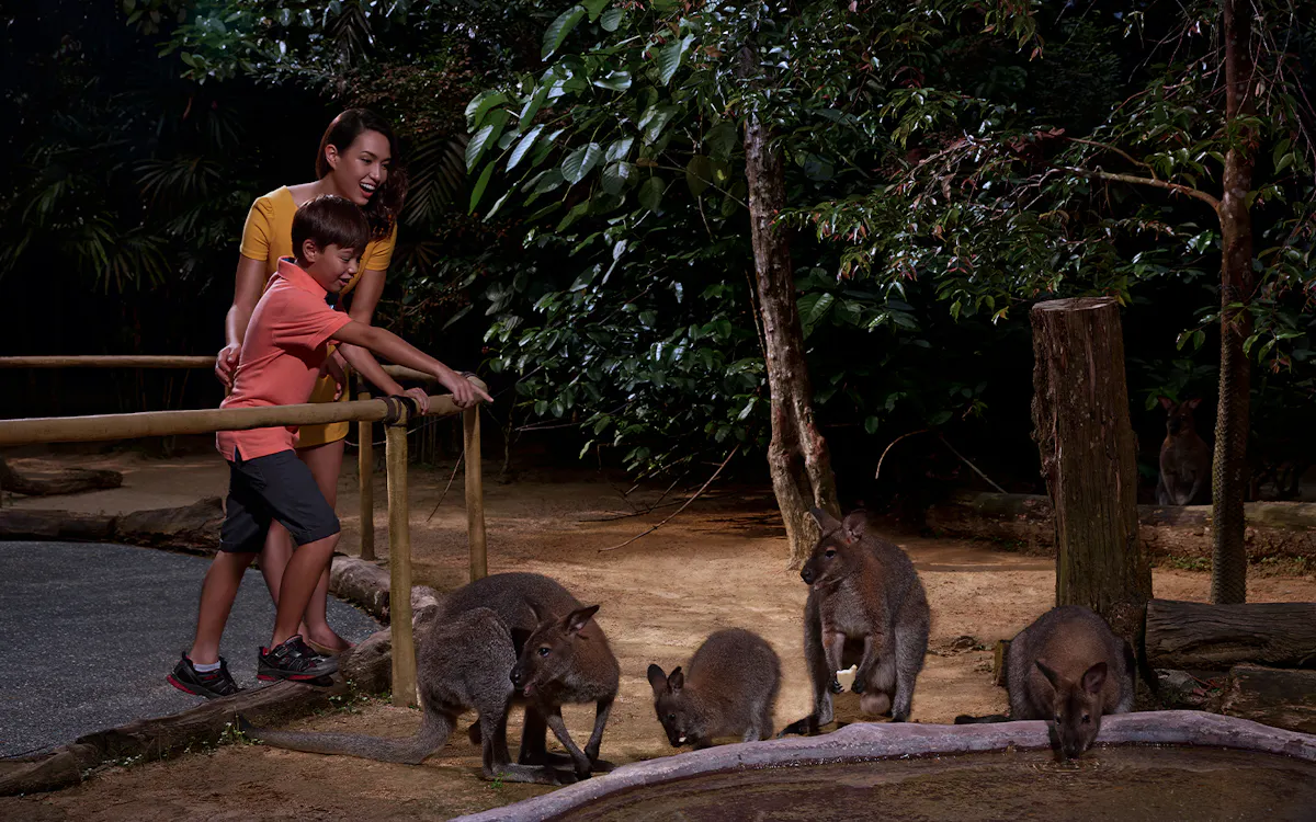 night safari singapore - things to do