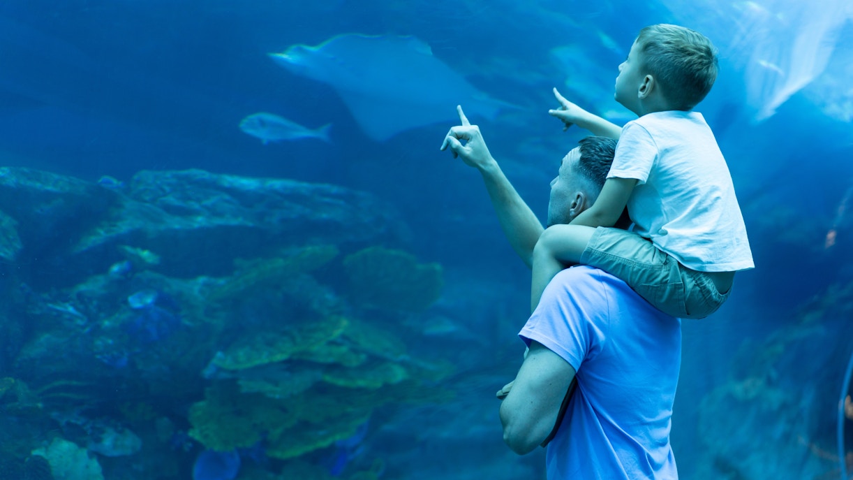 Dubai Aquarium Erlebnisse in Dubai