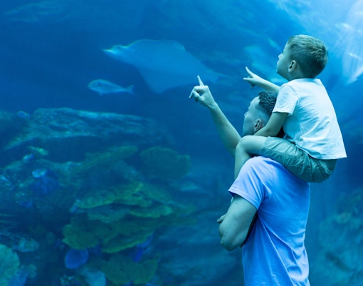 Best Time to Visit - Dubai Aquarium