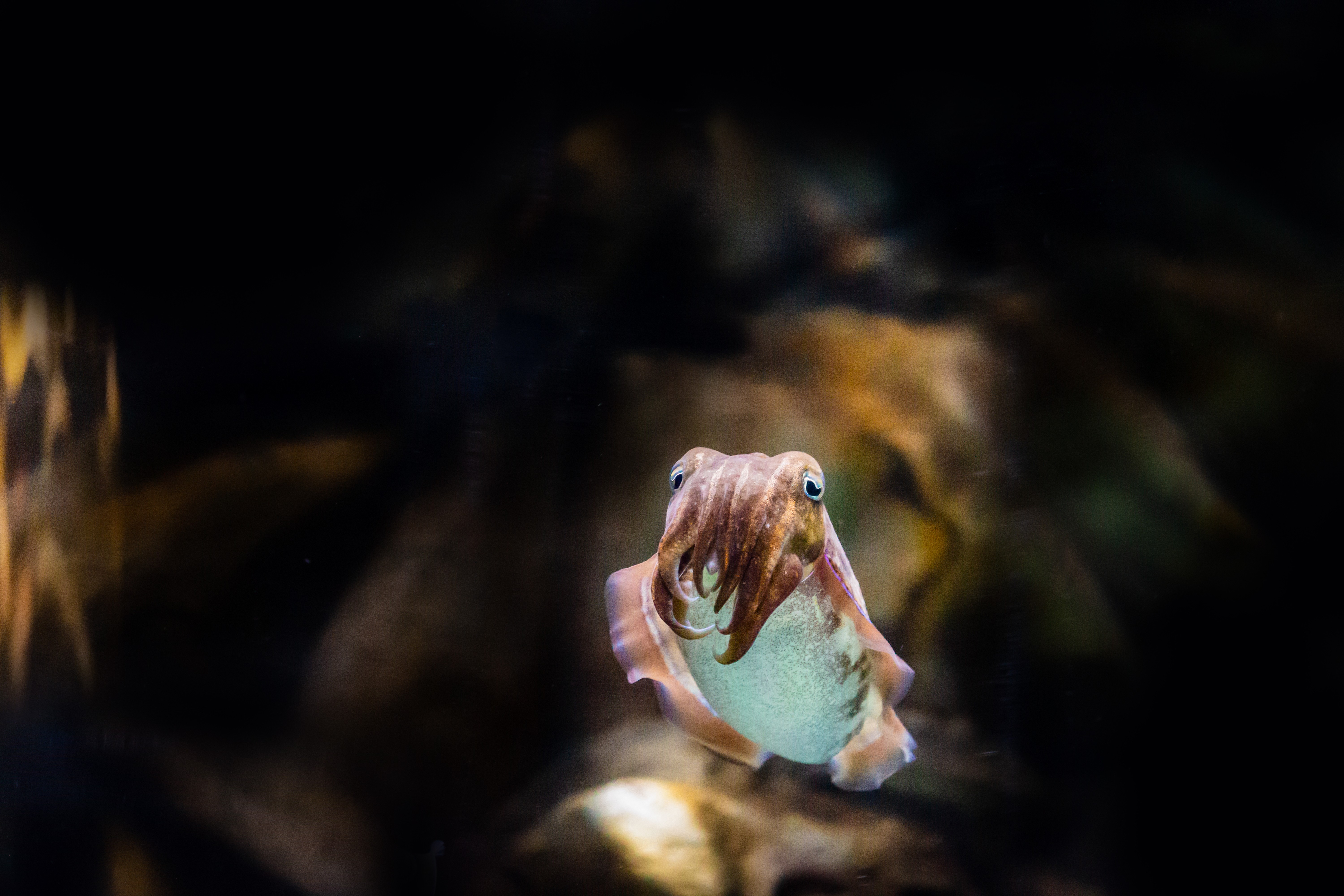 National Aquarium Abu Dhabi