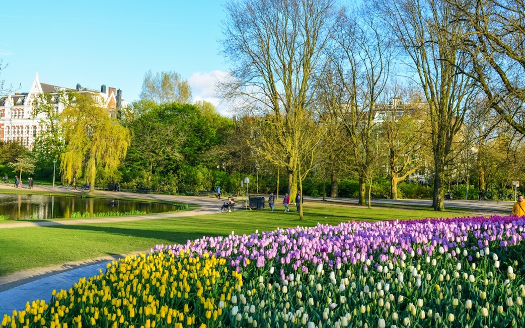 Tulip garden and walking path in Vondelpark, Amsterdam.