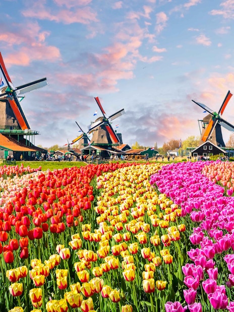 Windmills and colorful tulip fields at Zaanse Schans, Netherlands.