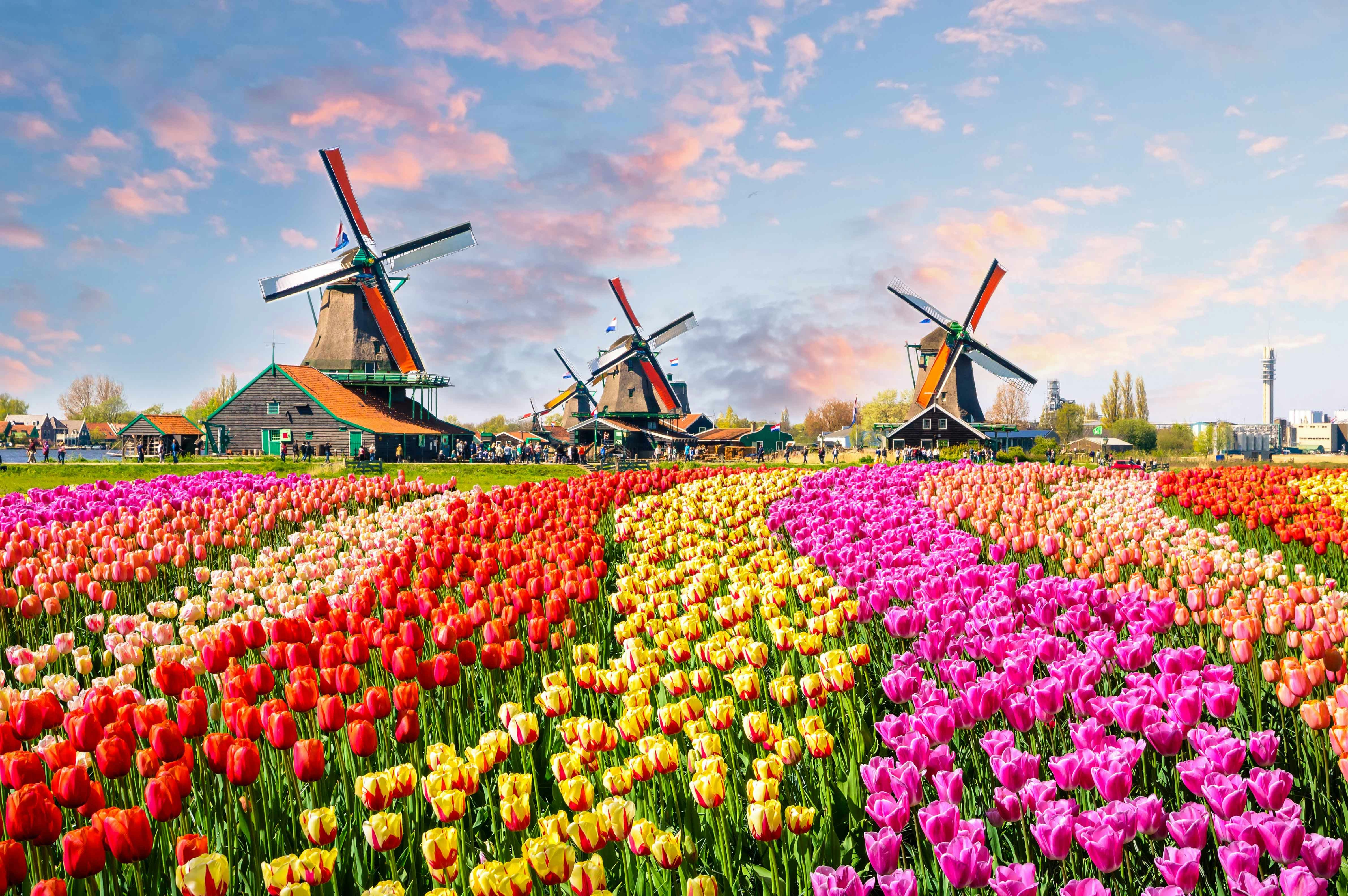 Windmills and colorful tulip fields at Zaanse Schans, Netherlands.