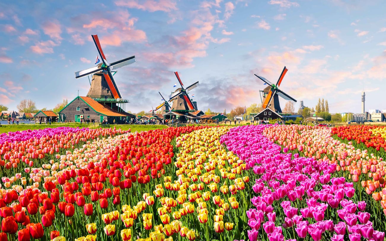Windmills and colorful tulip fields at Zaanse Schans, Netherlands.