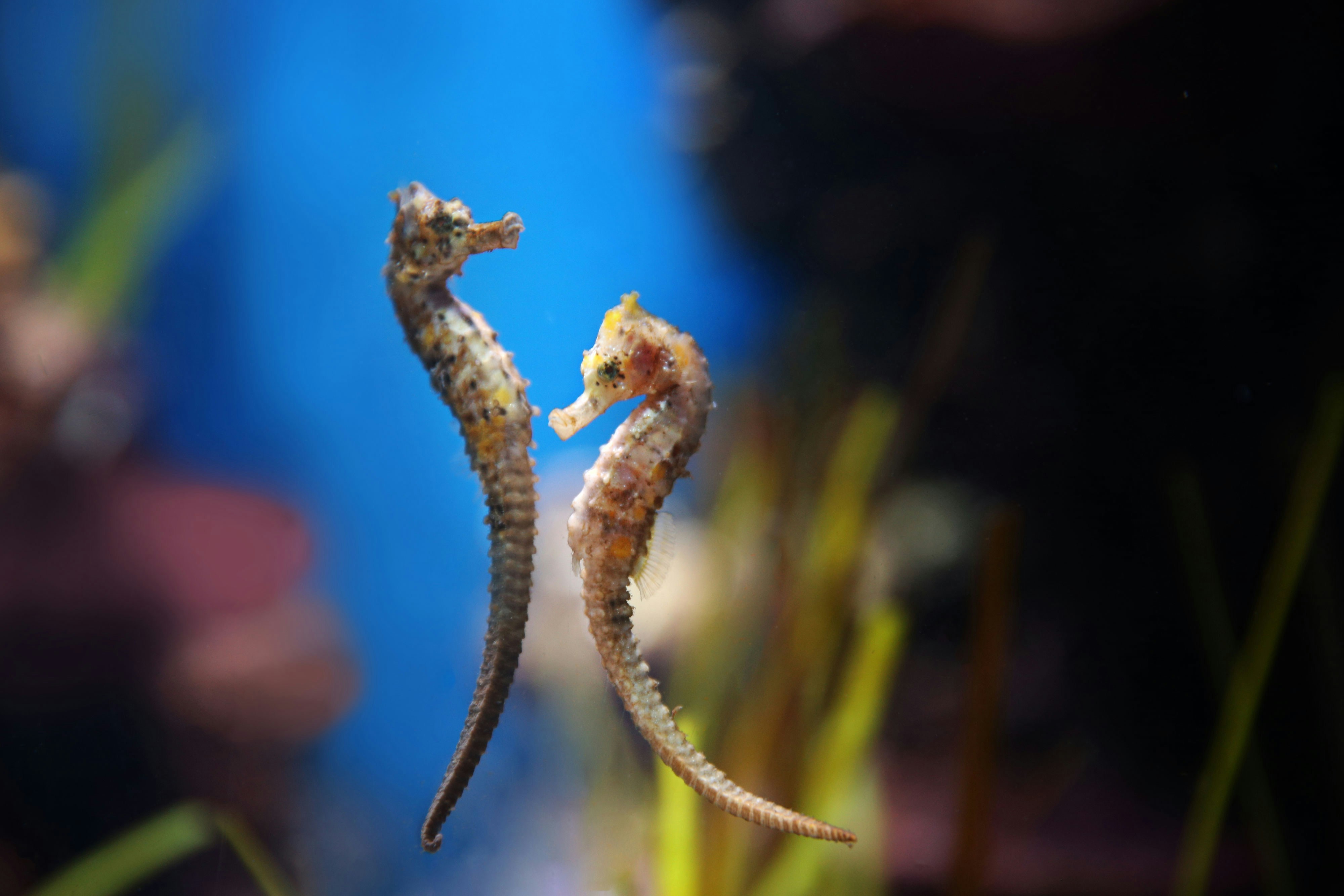 Seahorses swimming at National Aquarium Abu Dhabi.